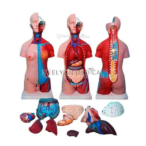 Modelo Anatómico Torso Humano - Elyon Medical